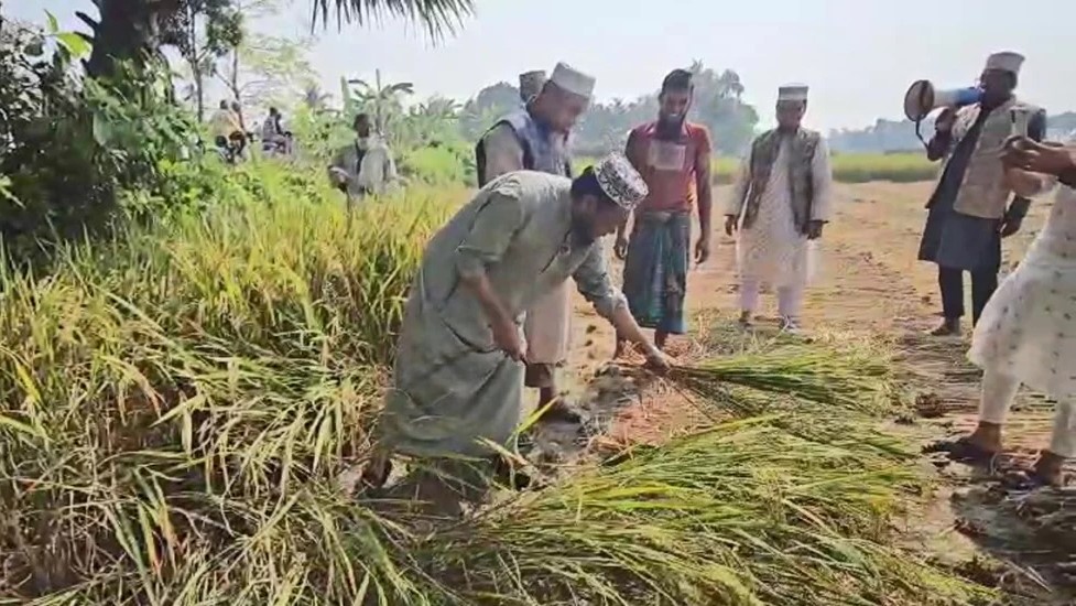 ভোট চাইতে গিয়ে কৃষকের ধান কেটে দিলেন মুফতি আমির হামজা